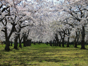 つがる市観光物産協会－桜まつり