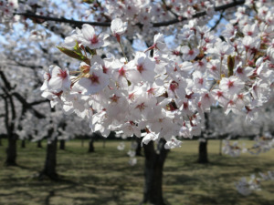 つがる市観光物産協会－春まつり